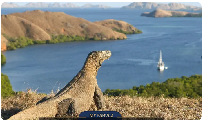 Indonesia Komodo